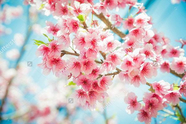 Картина Яркая сакура - Цветы 