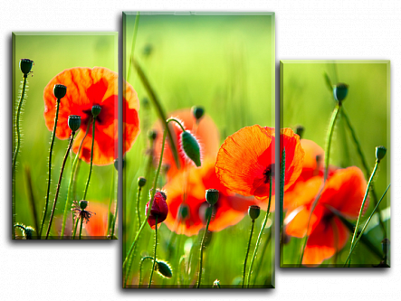 Маки в поле