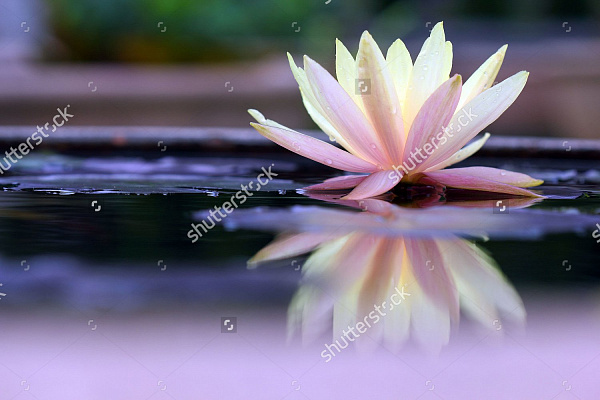 Картина Лилия на воде - Цветы 