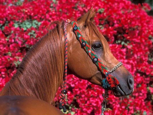Картина Лошадь и цветы - Животные 