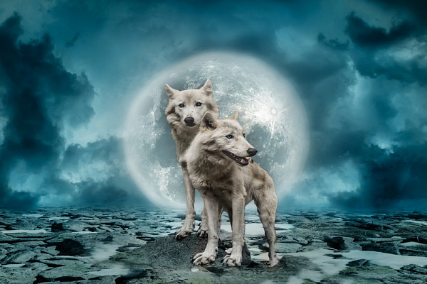 Картина Волки в полнолуние - Животные 