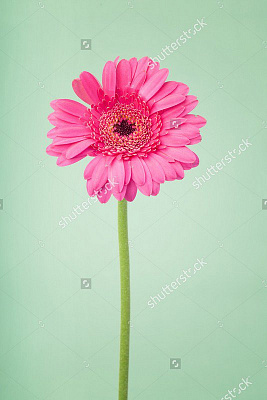 Картина Рожева гербера - Квіти 