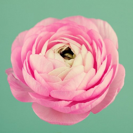 Цветок лютик