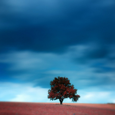 Одинокое дерево