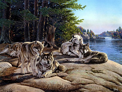 Стая волков у реки