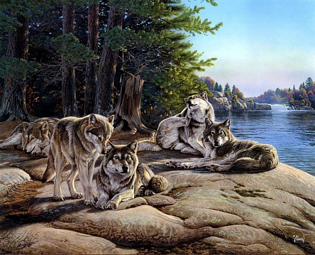 Стая волков у реки