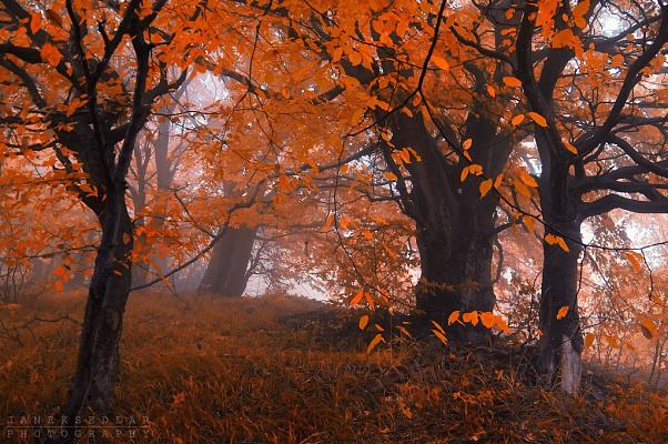 Картина Оранжевый лес 2 - Природа 