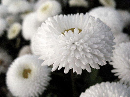 Картина Белые цветы - Цветы 