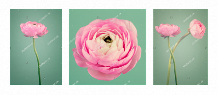 Розовые лютики. Триптих