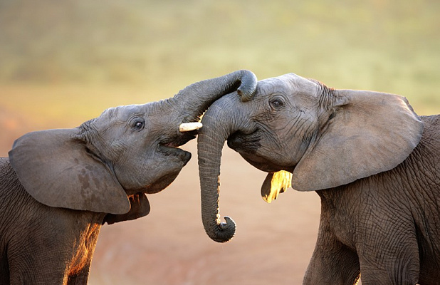 Картина Пара слонов - Животные 