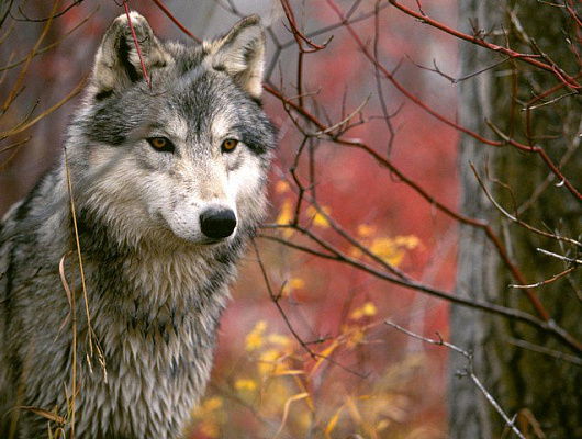 Картина Волк - Животные 