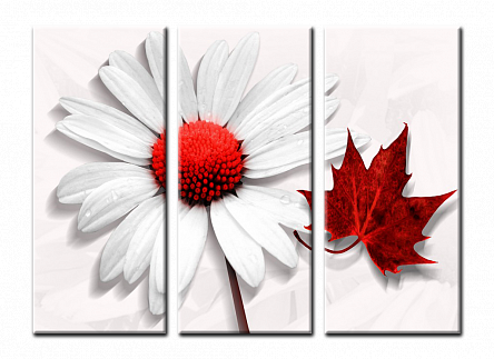 Ромашка и кленовый лист