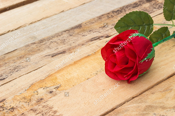 Картина Цветок розы - Цветы 