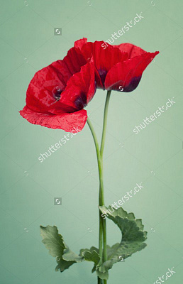 Картина Маки червоні - Квіти 