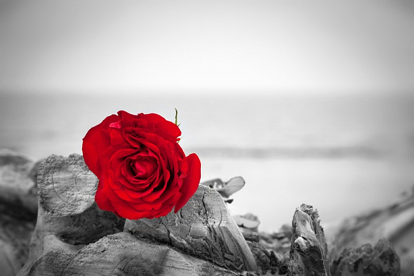 Картина Яркая роза - Черно-белое 