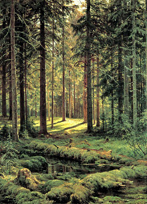 Картина Хвойный лес - Шишкин Иван 