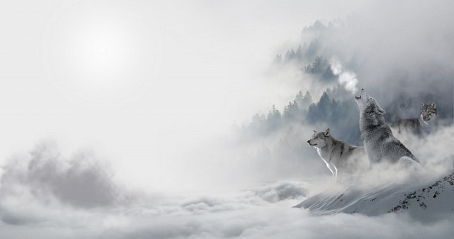 Картина Волки в тумане - Животные 