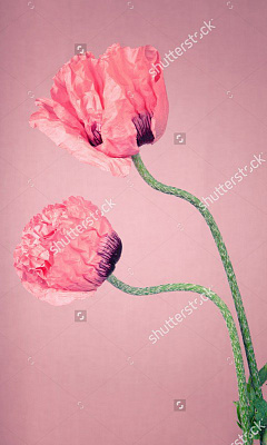 Картина Рожеві маки - Квіти 
