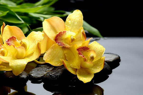 Картина Ветка желтой орхидеи - Цветы 