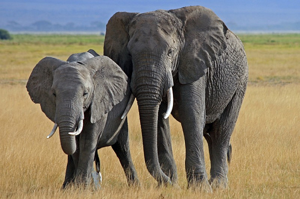 Картина Слон и слоненок - Животные 