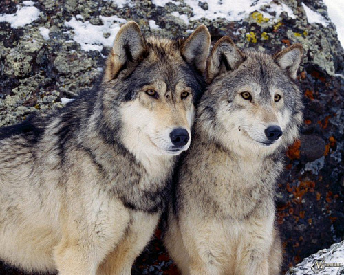 Картина Пара волков зимой - Животные 