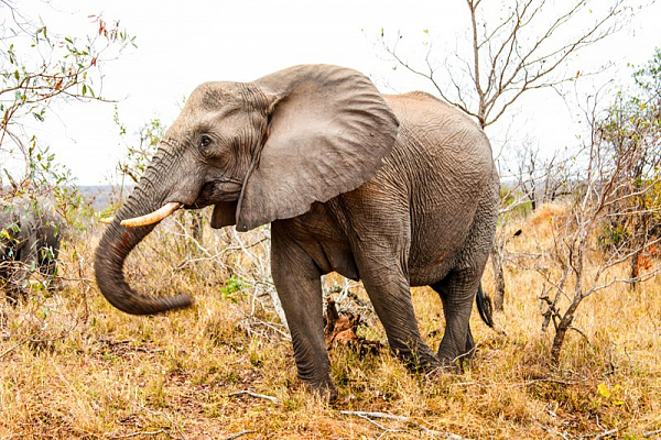 Картина Слон в движении - Животные 