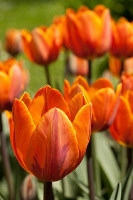 Картина Червоні тюльпани - Квіти 