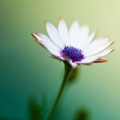 Картина Незвичайна квітка - Квіти 
