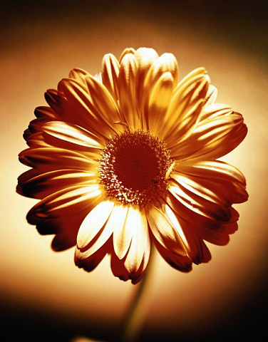 Гербера в желтом