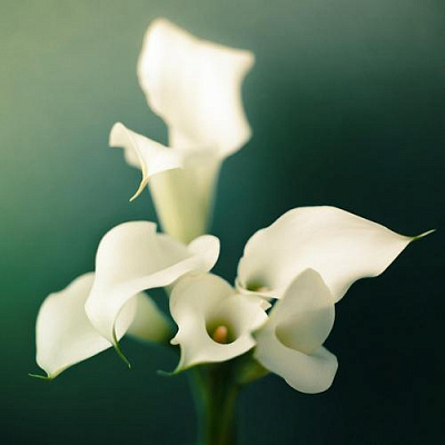 Картина Квітки калли - Квіти 