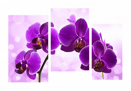 Цветущая орхидея