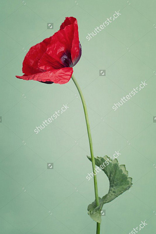 Квітка червоного маку