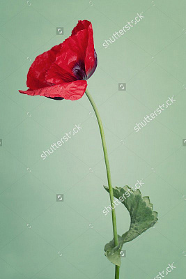 Картина Цветок красного мака - Цветы 