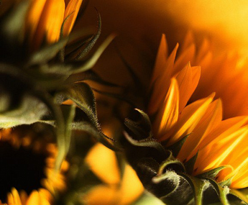 Картина Подсолнухи - Цветы 