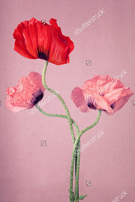 Картина Букет из маков - Цветы 