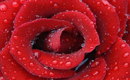 Бутон червоної троянди