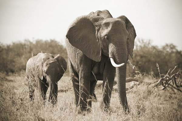 Картина Слон со слоненком - Животные 