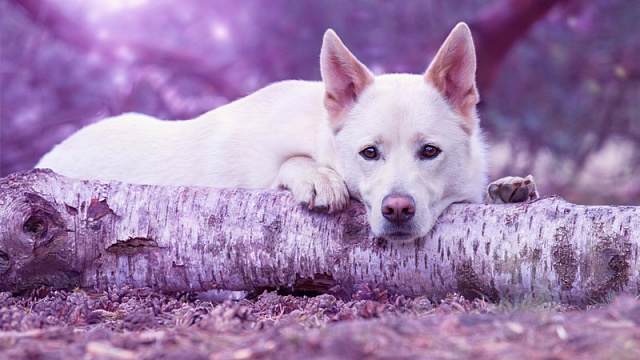 Картина Белая собака - Животные 
