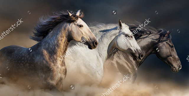 Картина Трійка коней - Тварини 