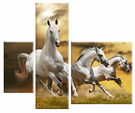 Трійка білих коней