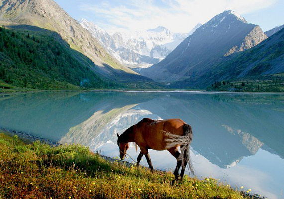 Картина Горы и лошадь - Природа 