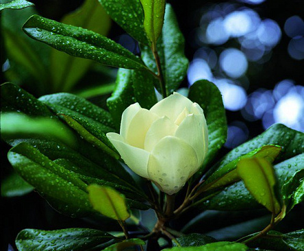 Оригинальный цветок