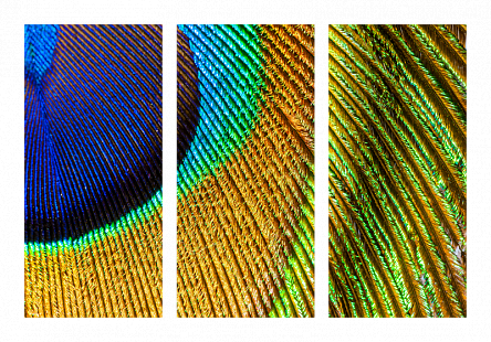 Перо павлина