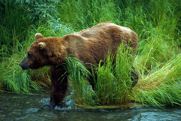 Картина Медведь - Животные 