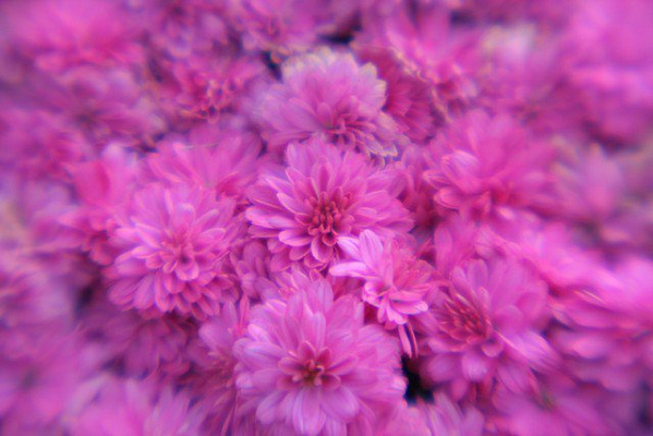 Картина Квіти рожевого кольору - Квіти 