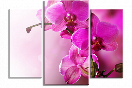 Картины орхидеи - калейдоскоп цвета в Вашей комнате