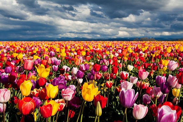 Картина Поле тюльпанов - Цветы 