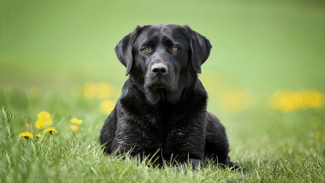 Картина Собака на лужайке - Животные 