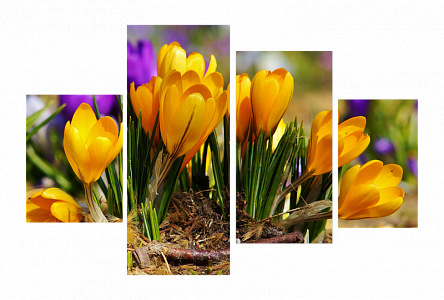 Красивые крокусы