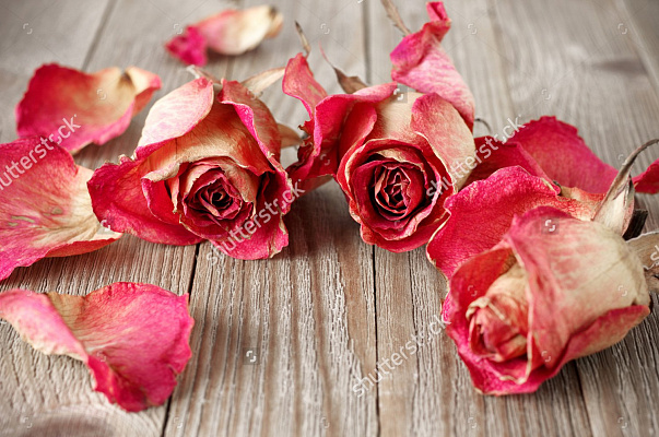 Картина Розы и лепестки - Цветы 